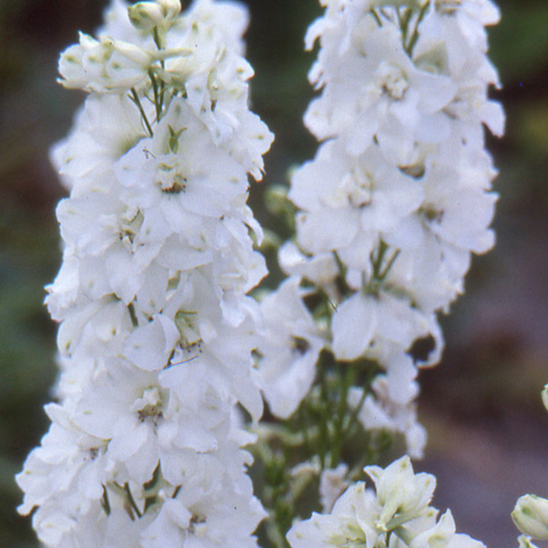 DELPHINIUM 'Galahad' (Pacific Giant Group) DELPHINIUM 'Galahad' (Pacific Giant Group)