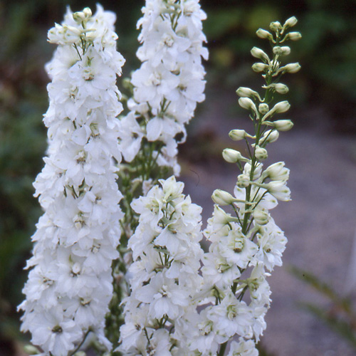DELPHINIUM 'Galahad' (Pacific Giant Group) DELPHINIUM 'Galahad' (Pacific Giant Group)