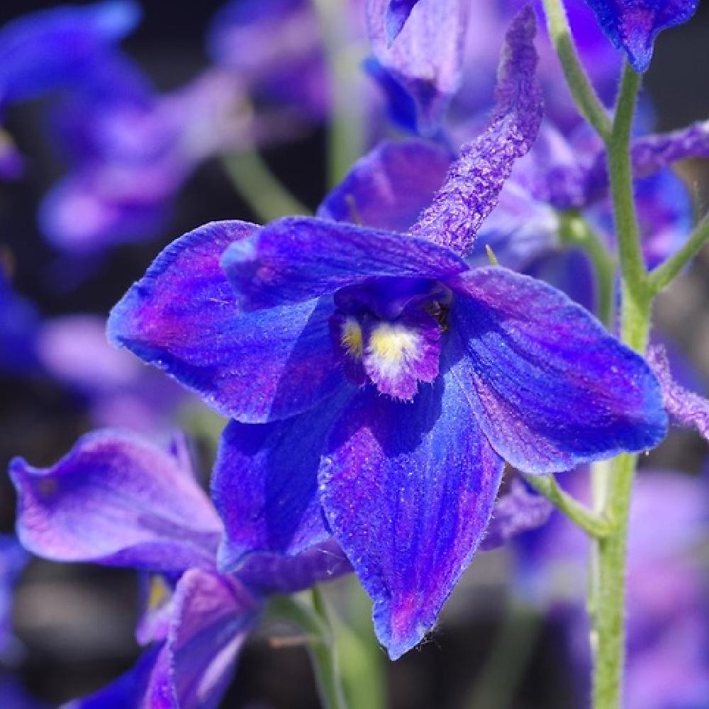 Graines-Seeds Delphinium à fleurs de jacinthe mélange