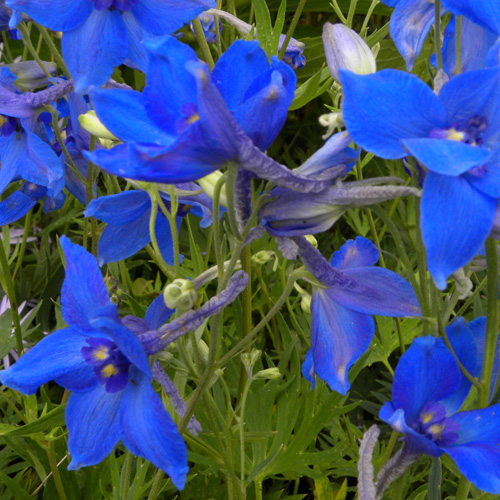DELPHINIUM 'Völkerfrieden' (Belladonna Group) DELPHINIUM 'Völkerfrieden' (Belladonna Group)