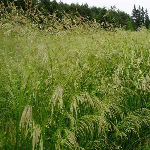 DESCHAMPSIA cespitosa 'Tauträger' DESCHAMPSIA cespitosa 'Tauträger'