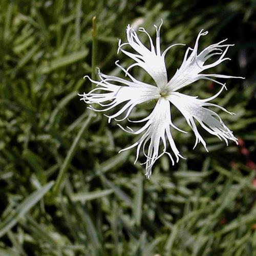 DIANTHUS arenarius DIANTHUS arenarius