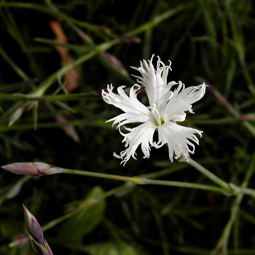 DIANTHUS arenarius DIANTHUS arenarius