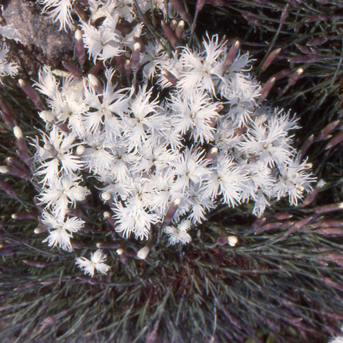 DIANTHUS arenarius DIANTHUS arenarius