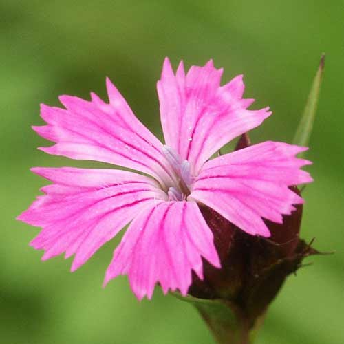 DIANTHUS carthusianorum DIANTHUS carthusianorum