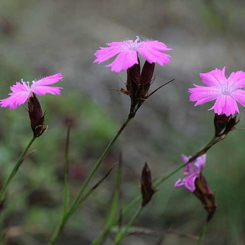 DIANTHUS carthusianorum DIANTHUS carthusianorum