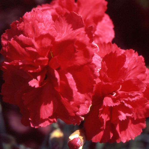 DIANTHUS 'David' (Plumarius Group) DIANTHUS 'David' (Plumarius Group)