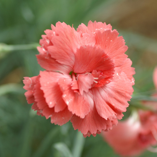 DIANTHUS 'Diana' (Plumarius Group) DIANTHUS 'Diana' (Plumarius Group)