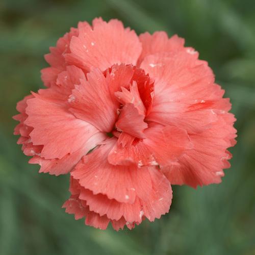 DIANTHUS 'Diana' (Plumarius Group) DIANTHUS 'Diana' (Plumarius Group)