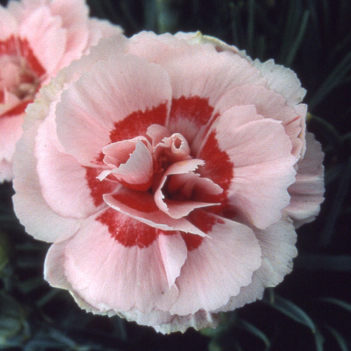 DIANTHUS 'Doris' (Plumarius Group) DIANTHUS 'Doris' (Plumarius Group)