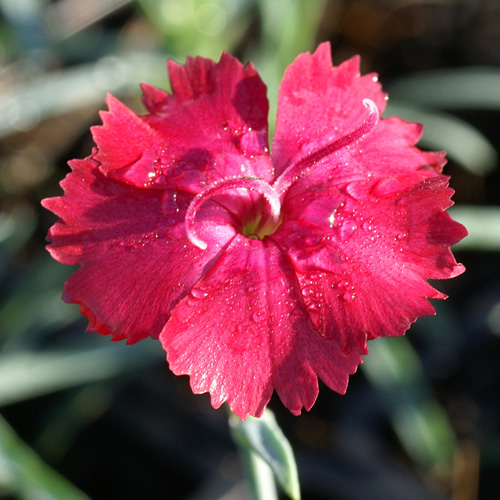 DIANTHUS gratianopolitanus 'Badenia' DIANTHUS gratianopolitanus 'Badenia'