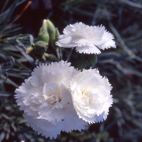 DIANTHUS 'Haytor White' (Plumarius Group) DIANTHUS 'Haytor White' (Plumarius Group)