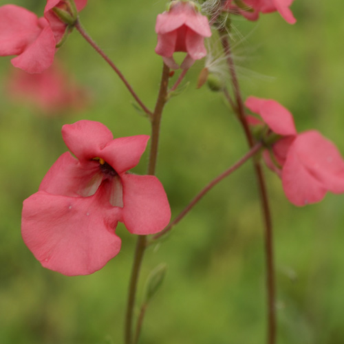 DIASCIA integerrima DIASCIA integerrima