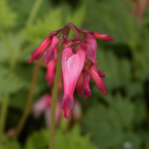 DICENTRA formosa DICENTRA formosa