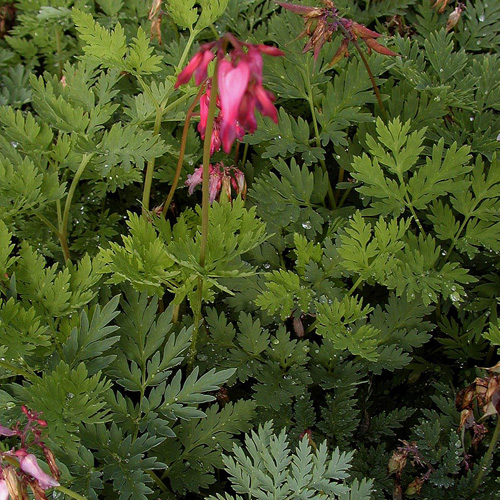 DICENTRA formosa DICENTRA formosa