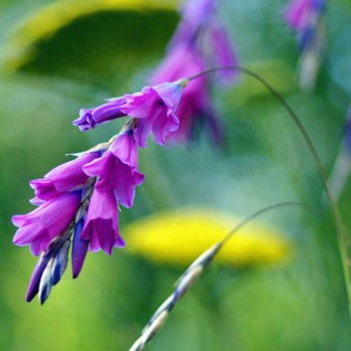 DIERAMA pendulum DIERAMA pendulum