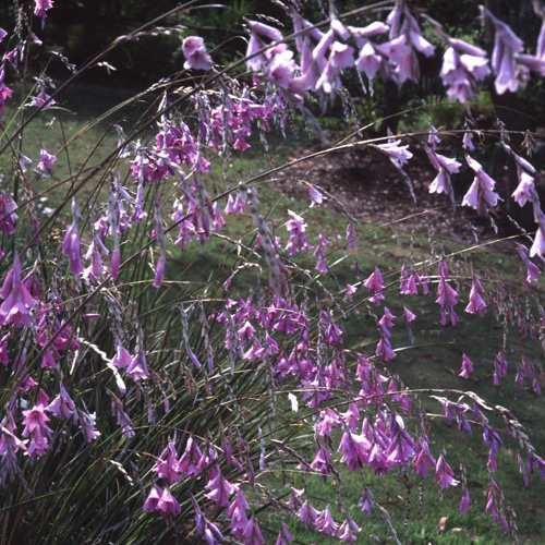 DIERAMA pulcherrimum DIERAMA pulcherrimum