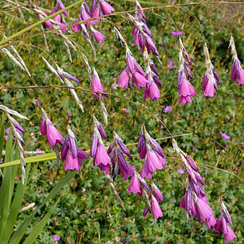 DIERAMA pulcherrimum DIERAMA pulcherrimum