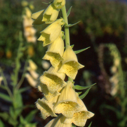 DIGITALIS grandiflora (D.ambigua) DIGITALIS grandiflora (D.ambigua)