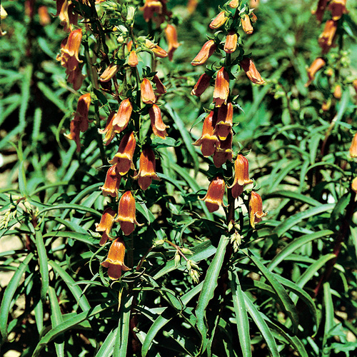 DIGITALIS obscura DIGITALIS obscura
