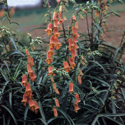 DIGITALIS obscura DIGITALIS obscura