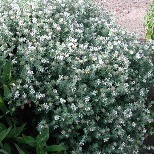 DORYCNIUM hirsutum 'Fréjorgues' DORYCNIUM hirsutum 'Fréjorgues'
