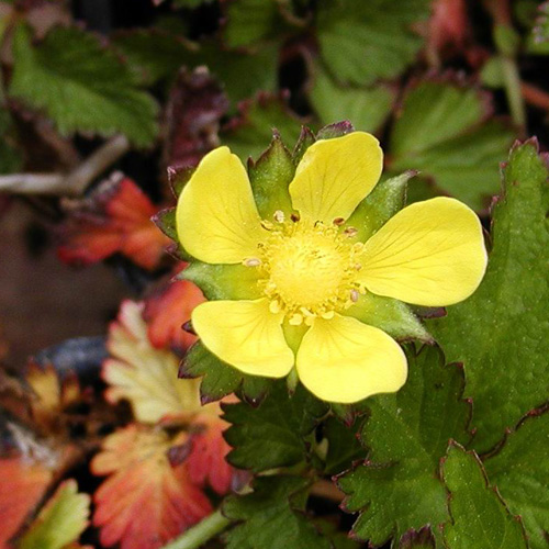 DUCHESNEA indica DUCHESNEA indica