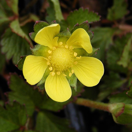 DUCHESNEA indica DUCHESNEA indica