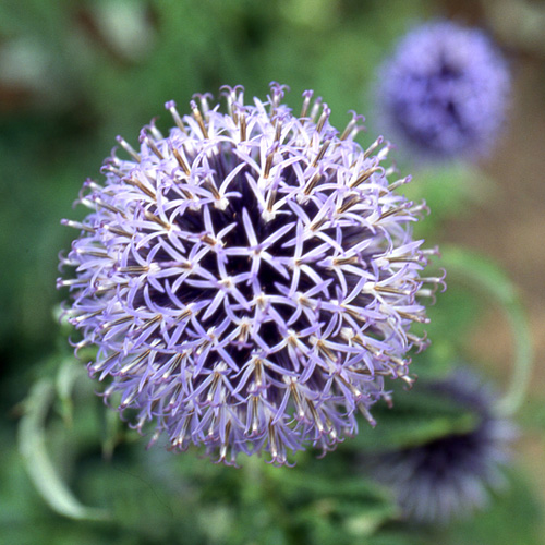 ECHINOPS bannaticus 'Blue Globe' ECHINOPS bannaticus 'Blue Globe'
