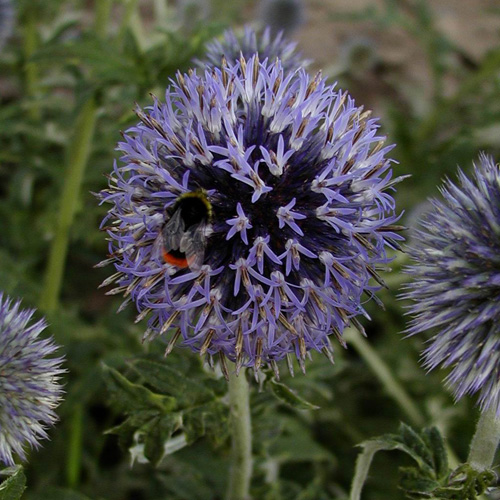 ECHINOPS bannaticus 'Blue Globe' ECHINOPS bannaticus 'Blue Globe'