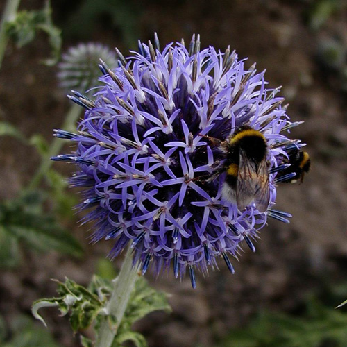 ECHINOPS bannaticus 'Blue Globe' ECHINOPS bannaticus 'Blue Globe'