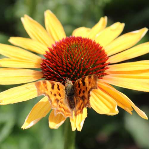 ECHINACEA 'Evening Glow' ® ECHINACEA 'Evening Glow' ®