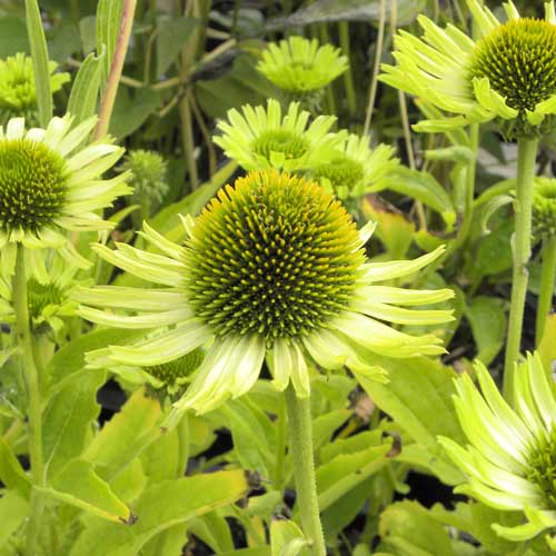 ECHINACEA 'Green Jewel' ® ECHINACEA 'Green Jewel' ®