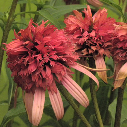 ECHINACEA 'Irresistible' ® ECHINACEA 'Irresistible' ®