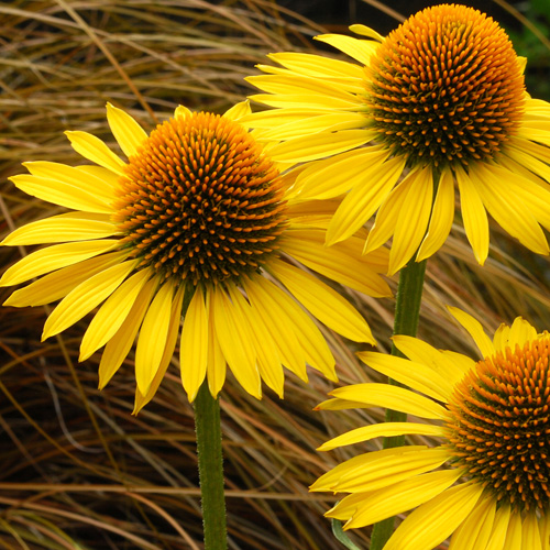 ECHINACEA 'Maui Sunshine' ® ECHINACEA 'Maui Sunshine' ®