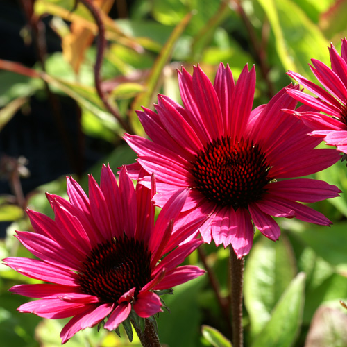 ECHINACEA purpurea 'Fatal Attraction' ® ECHINACEA purpurea 'Fatal Attraction' ®
