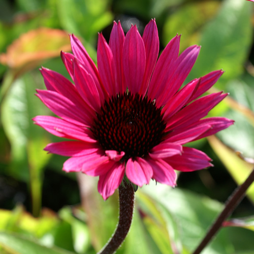 ECHINACEA purpurea 'Fatal Attraction' ® ECHINACEA purpurea 'Fatal Attraction' ®