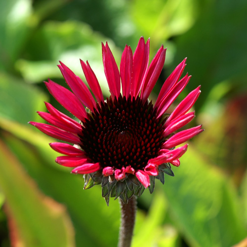 ECHINACEA purpurea 'Fatal Attraction' ® ECHINACEA purpurea 'Fatal Attraction' ®