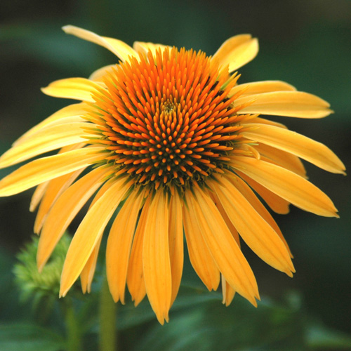 ECHINACEA purpurea 'Harvest Moon' ® ECHINACEA purpurea 'Harvest Moon' ®