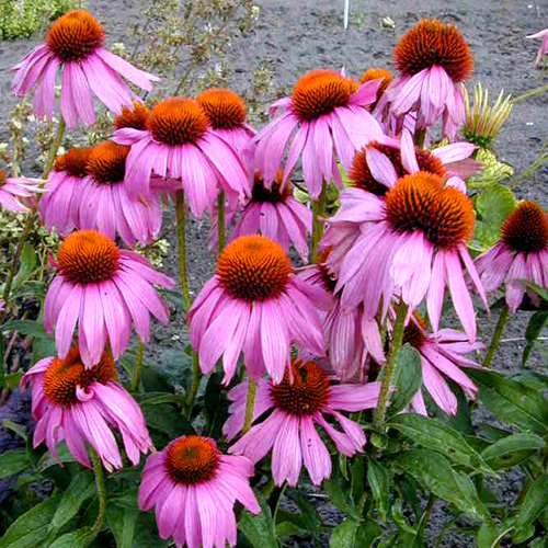 ECHINACEA purpurea 'Kim's Knee High' ® ECHINACEA purpurea 'Kim's Knee High' ®