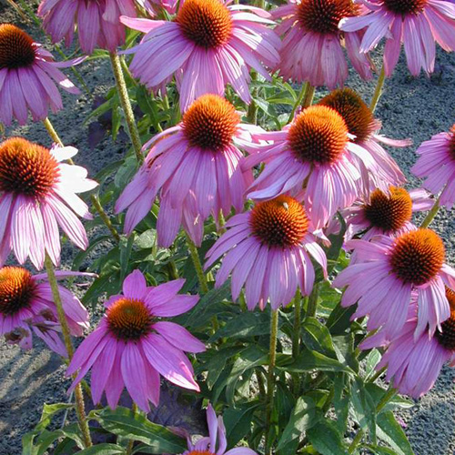 ECHINACEA purpurea 'Kim's Knee High' ® ECHINACEA purpurea 'Kim's Knee High' ®