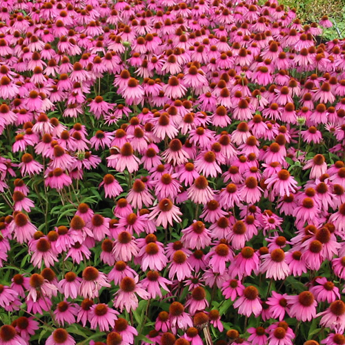 ECHINACEA purpurea 'Kim's Knee High' ® ECHINACEA purpurea 'Kim's Knee High' ®