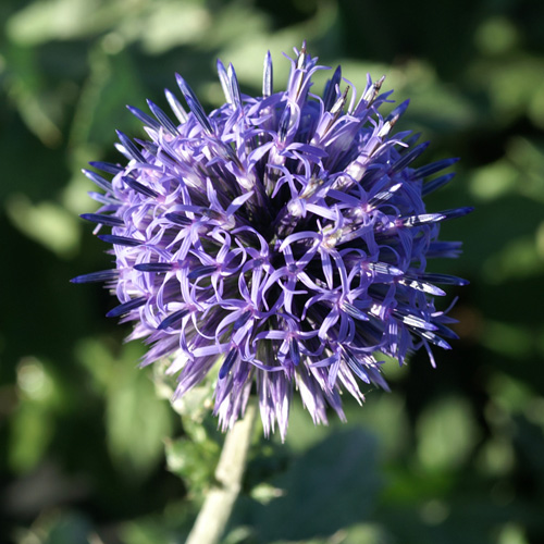 Plantes Vivaces ECHINOPS ritro 'Veitch's Blue' - Boule Azurée ...