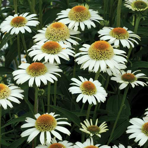 ECHINACEA 'Secret Pride' ECHINACEA 'Secret Pride'