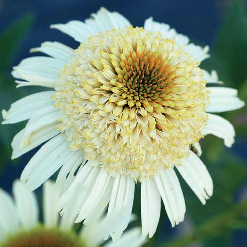 ECHINACEA 'Secret Pride' ECHINACEA 'Secret Pride'