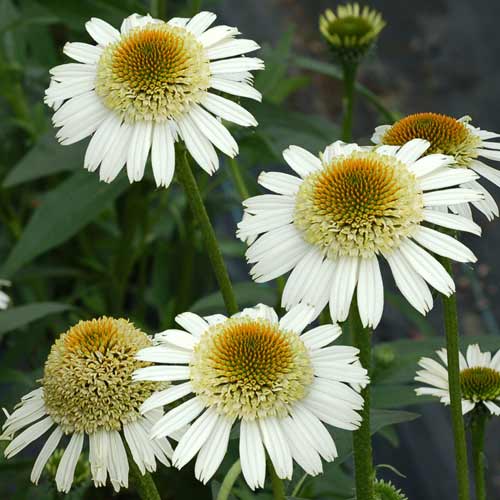 ECHINACEA 'Secret Pride' ECHINACEA 'Secret Pride'