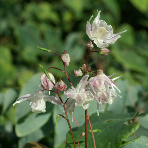 EPIMEDIUM 'Akebono' EPIMEDIUM 'Akebono'