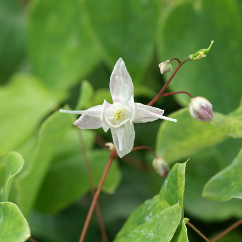 EPIMEDIUM 'Akebono' EPIMEDIUM 'Akebono'