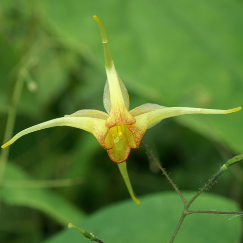 EPIMEDIUM 'Amber Queen' ® EPIMEDIUM 'Amber Queen' ®