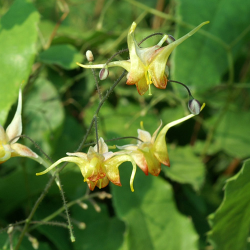 EPIMEDIUM 'Amber Queen' ® EPIMEDIUM 'Amber Queen' ®